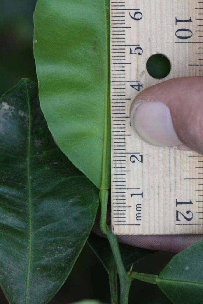              Unifoliolate leaf (Riverside, CA)       